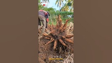 Simple and Effective Cassava Harvesting Tool🔥