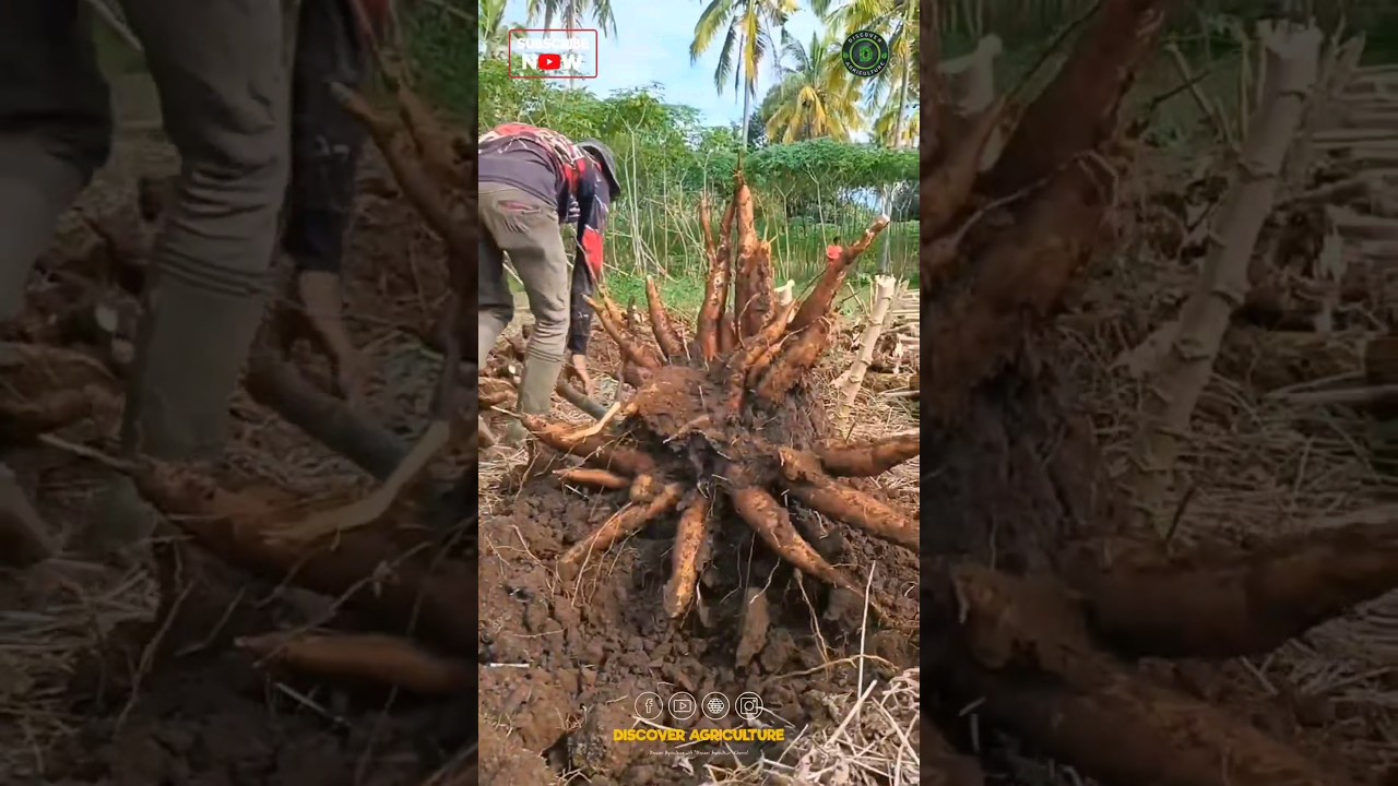 Simple and Effective Cassava Harvesting Tool🔥