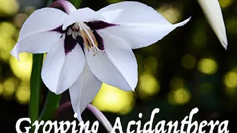 Coltivare l'Acido di Tara / Gladiolus Murielae