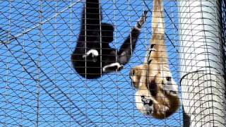 Gibbons -- The Whooping Monkeys