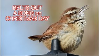 Carolina Wren: December Songster [NARRATED]