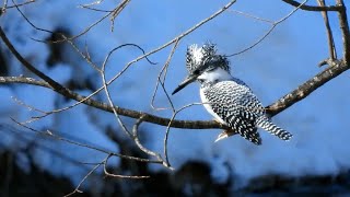 ヤマセミ｜日本の鳥百科｜サントリーの愛鳥活動