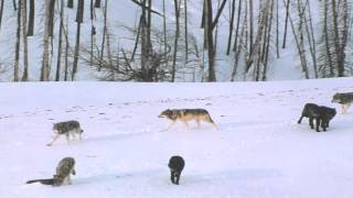 Rise of the gray wolf
