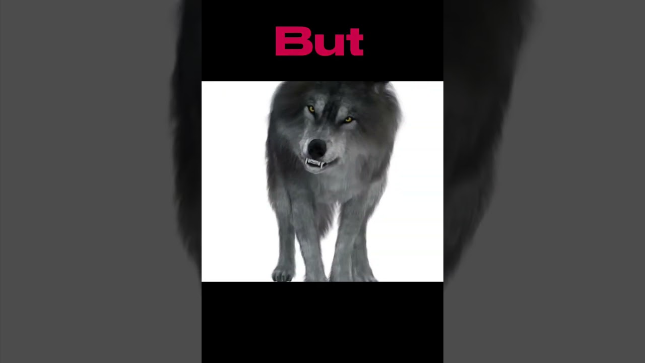 Dire Wolves Coming Back 💀 | Vem No Pique - Slowed | Skull Edit 