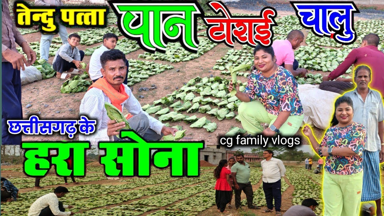 तेंदू पत्ता पान टोराई छत्तीसगढ़ के हरा सोना //छत्तीसगढ़ के पत्ता फड़ी Kawardha Chhattisgarh tenduptta