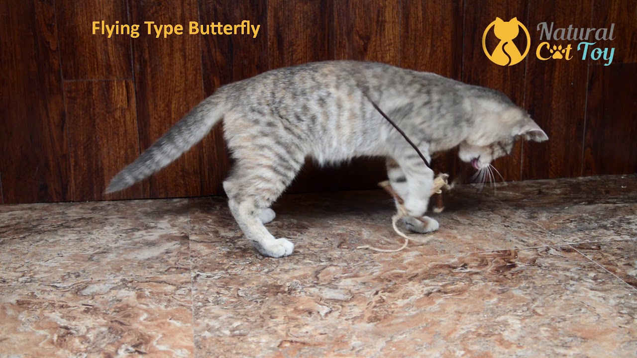 5 Best Natural Cat Toys YouTube