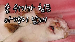 고양이 허피스 치료일기 #1