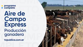 Producción ganadera: Beef On Dairy - Aire De Campo Express
