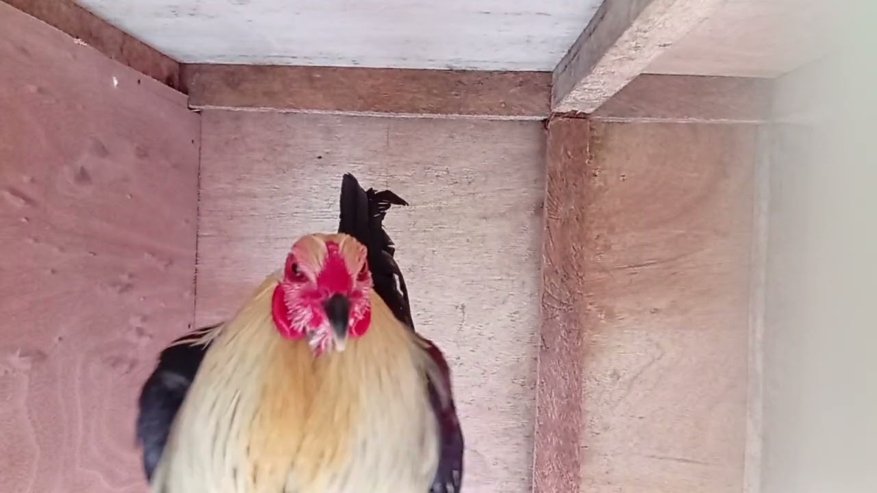 Grey hatch kelso 1X winner 5 cock derby #games #rooster #gamefowl #trending #gaming #viral #video