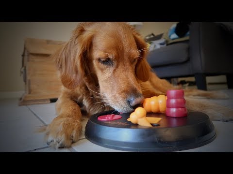 Dog Toy Review: Trixie Training Board Level 2