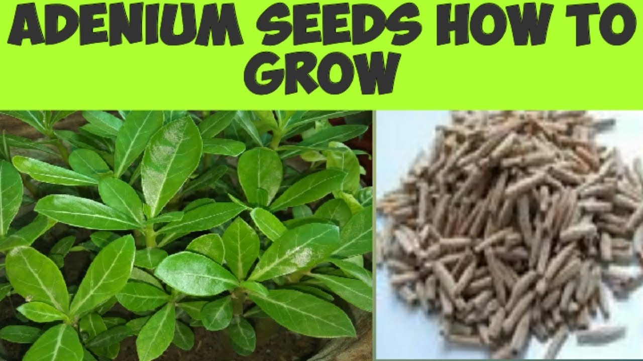 Adenium seeds how to grow. easy steps - YouTube