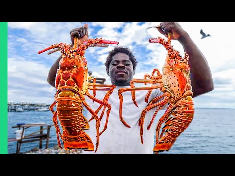 Bahamas MEGA-SIZED Lobster!! Carribean