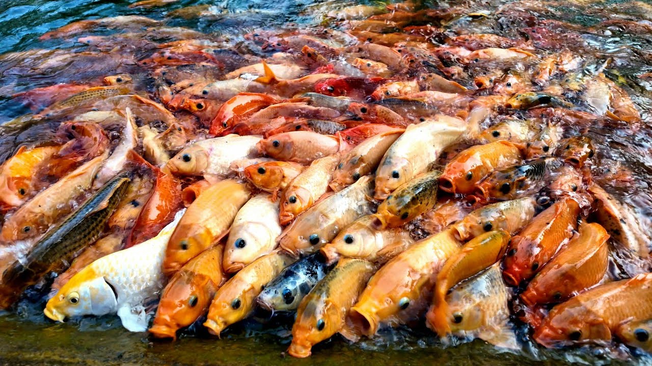 Over Big 10000 Koi Fish Feeding Food At Angkor Forest Garden | Goo Food ...
