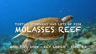 Scuba diving with a Turtle, Stingray and lots of tropical fish in the Florida Keys