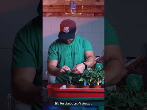 Let the Journey from Sprout to Fire Begin 🌱  #germination  #topping #gardeningtips #timelapse