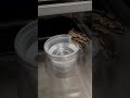babies new home #reptiles #ballpythons101 #ballphyton #animals #home #wildlife