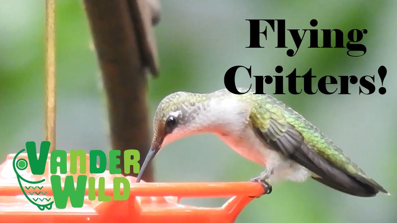 Hummingbird Stands Still! What Else do Native Plants Attract? 