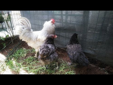 Βίντεο: Κοτόπουλα: Αγρότης αρχαρίων Backyard και φρέσκα αυγά
