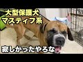 大型マスティフ系保護犬・某所より保護【1 2日目】