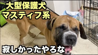 大型マスティフ系保護犬・某所より保護【1 2日目】