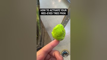 How to Activate Your Red-Eyed Tree Frog. 🐸 #funny #funnyanimals #frog #eyes #memes #meme #animals
