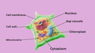 Tips to remember plant cell - Year 7 science 