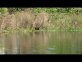 #02 - Pescaria era de traíra mas o jacaré que deu o bote (assista em HD)