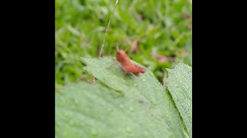 Thumbnail of Listen to the NatureSound of Cricket-3rd #listen #cricket #naturesounds #grasshopper #insecthabitat