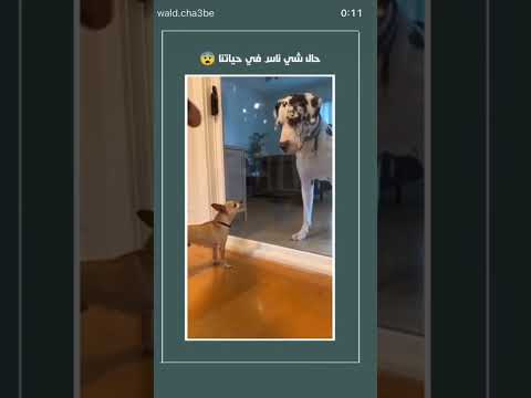 تعيا متنبح راك تبقا كلب كلب او متزعزعنيش مابقات عندكم قيمة الخوف خلاكم تقليو الزيت