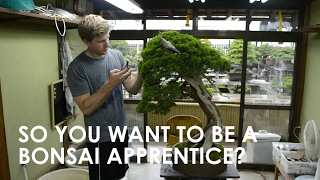 So You Want To Be A Bonsai Apprentice?