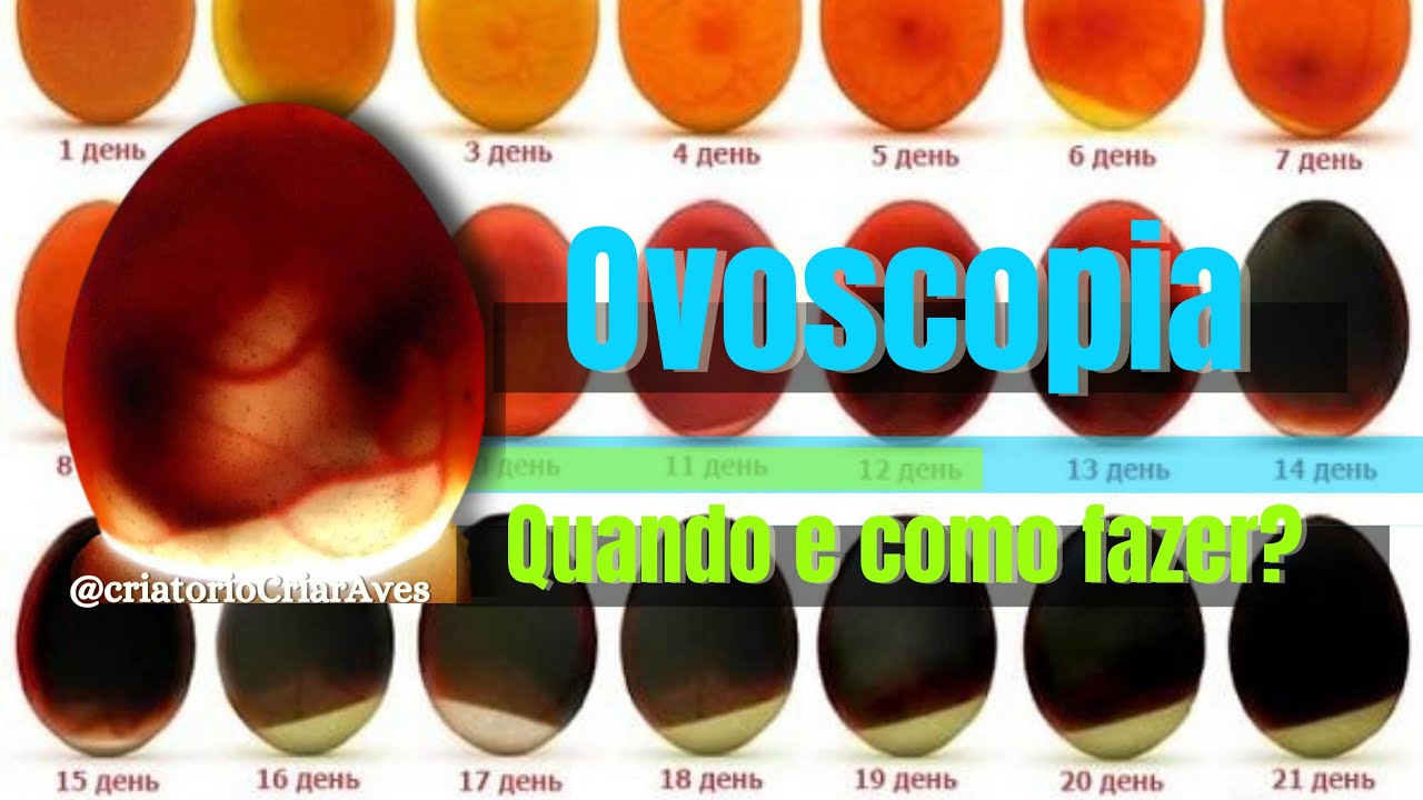 Como saber se o ovo está bom? - ovoscopia - YouTube