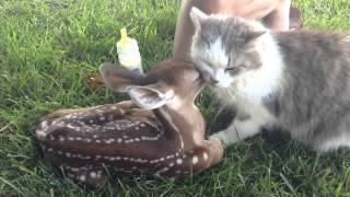 Baby fawn making friends with kitty