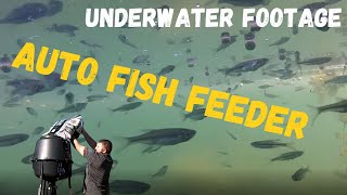 Automatic Fish Feeder for My Backyard Pond [Underwater Footage]