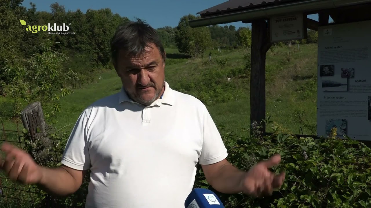 Na Banovini nastaje nova sorta kestena - Petrinjski maron