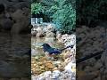 Cardinal &amp; Towhee Pool Party #Shorts #birdwatching