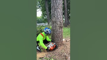 Dead pine removed  #fyp #foryou #treework #arborist #chainsawman #stihl #logger #viral #treefelling