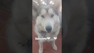 Feliz Sábado 🤍🐺🤍Boreas