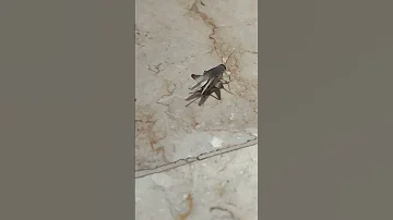 کیر 