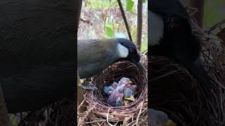🌿 Nature's Miracle: Baby Birds Thrive Under Mother's Wings