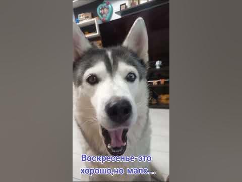 хаски для ласки - YouTube