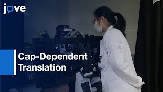 Single-Molecule Imaging Assay to Analyse Cap-Dependent Translation | Protocol Preview