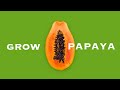 How to grow papaya from seed and save the seeds  organic hawaii