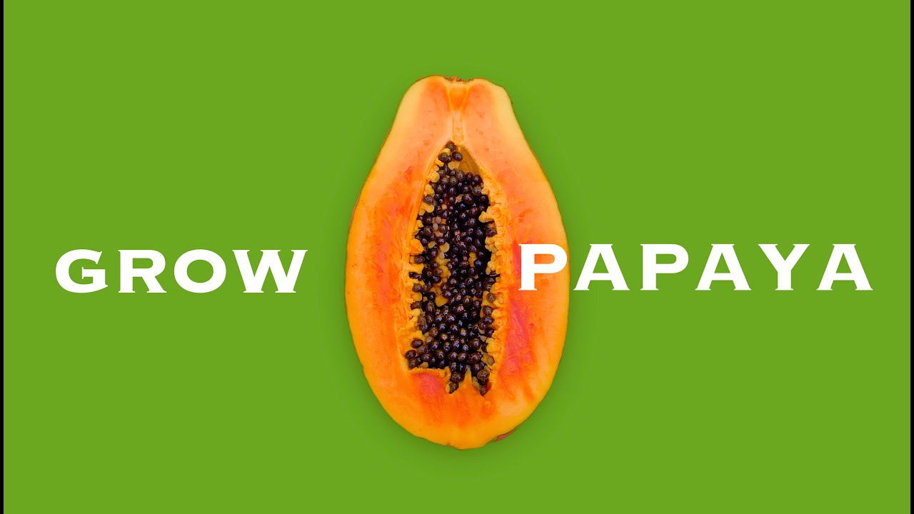How to GROW PAPAYA from Seed and SAVE THE SEEDS Organic Hawaii YouTube