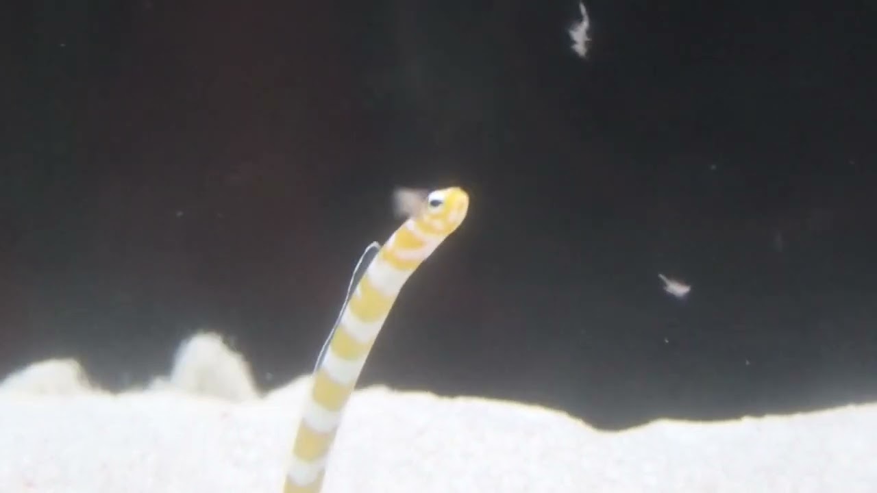 チンアナゴの食事｜海遊館とつながる｜海遊館
