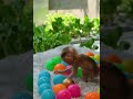 Adorable Little Monkey Moments,#short# babe #money# rose monkey# cute#