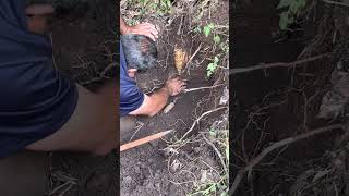 Sacando camote de cerro🇲🇽🍠