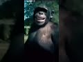CHIMPANZEE