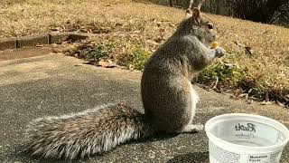 When Mika The Squirrel found her stash of food .