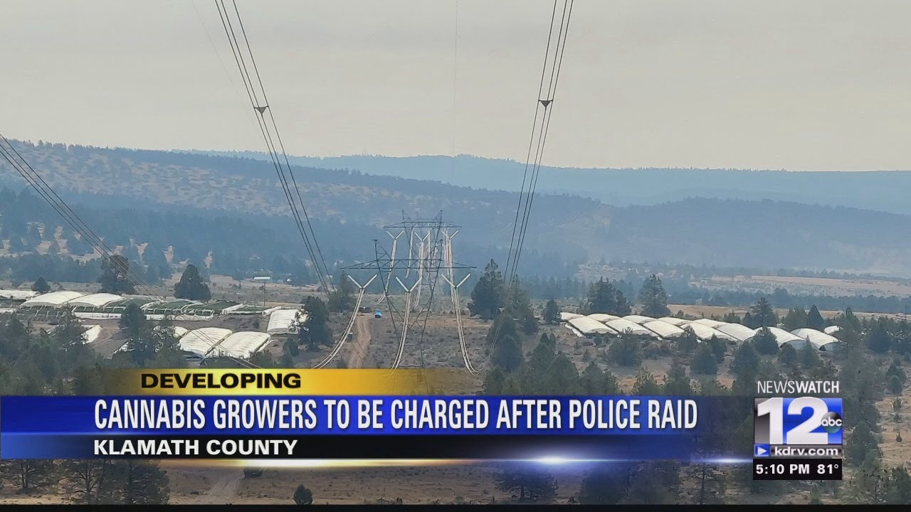 OSP busts large illegal marijuana grow in Klamath County - YouTube