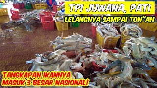 TEMPAT PELELANGAN IKAN JUWANA PATI, Tangkapan Ikannnya Masuk 3 Besar Nasional, Ikannya UKURAN JUMBO!